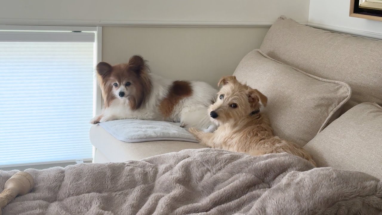 保護犬シロ兄とカオ坊、男同士の距離感