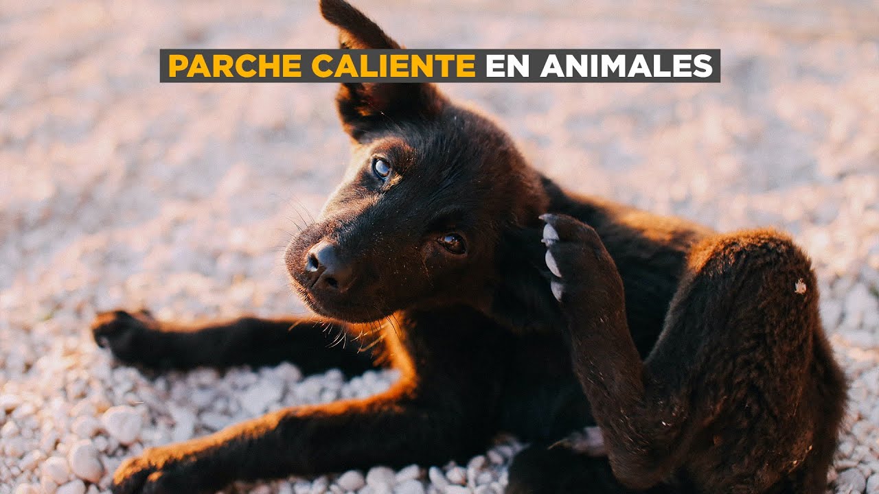 Parche caliente en animales: &iquest;qu&eacute; es y qu&eacute; hacer cuando aparece?