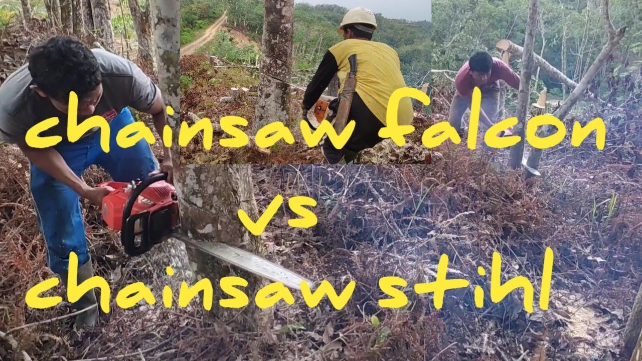 uji kekuatan chainsaw falcon dan stihl