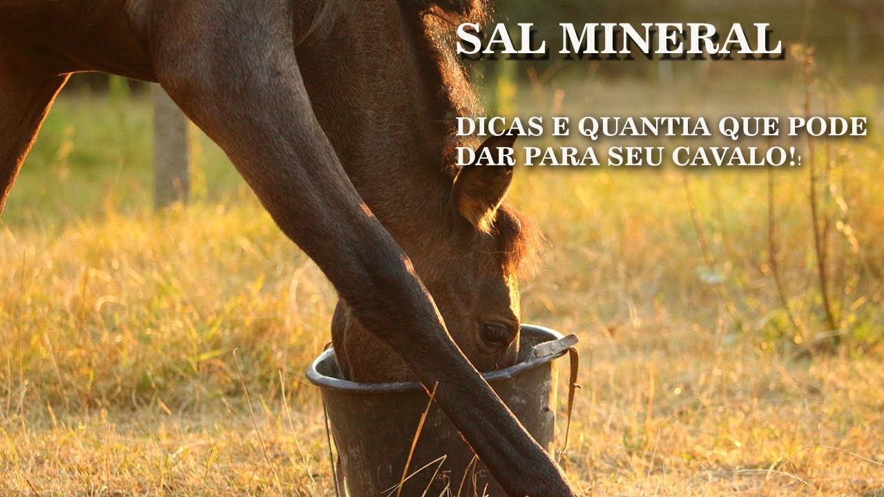 Dicas e Quantia do Sal Mineral pra dar pro seu Cavalo!