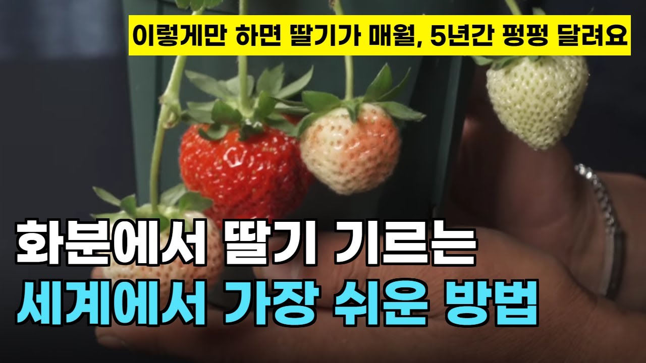 132.이 딸기품종을 사용하면, 가정에서 일년 365일, 5년간 맛있는 딸기를 쉽게 기르고 수확할 수 있습니다