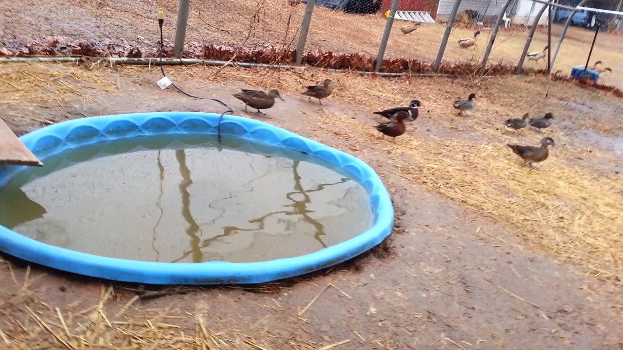 Ducks Started laying eggs