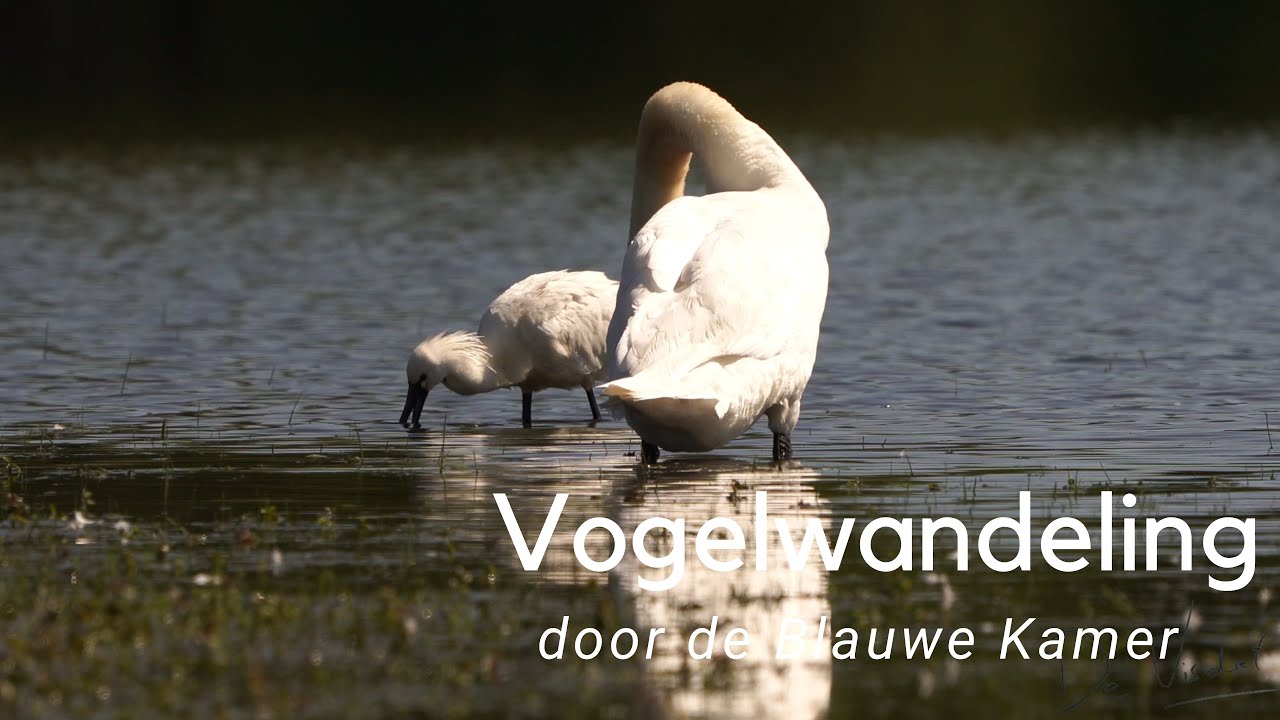 Vogelwandeling door de Blauwe Kamer #852