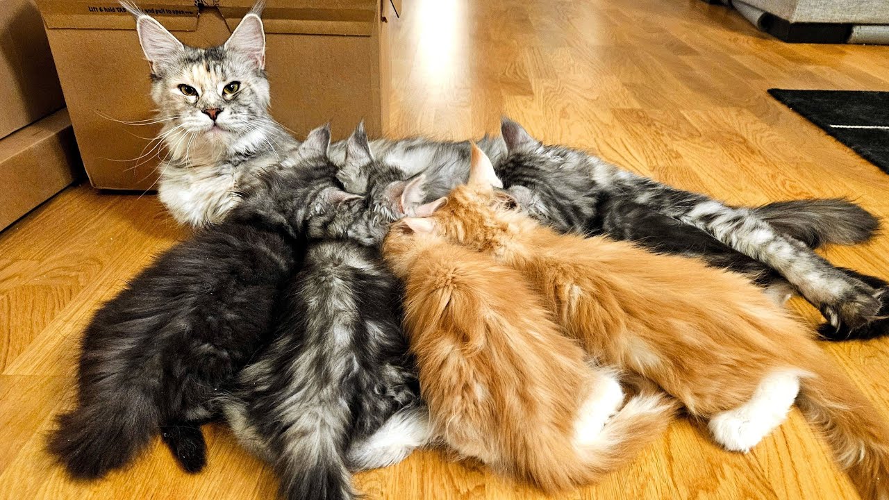 5 Oversized Kittens Crowd at the Milk Bar!