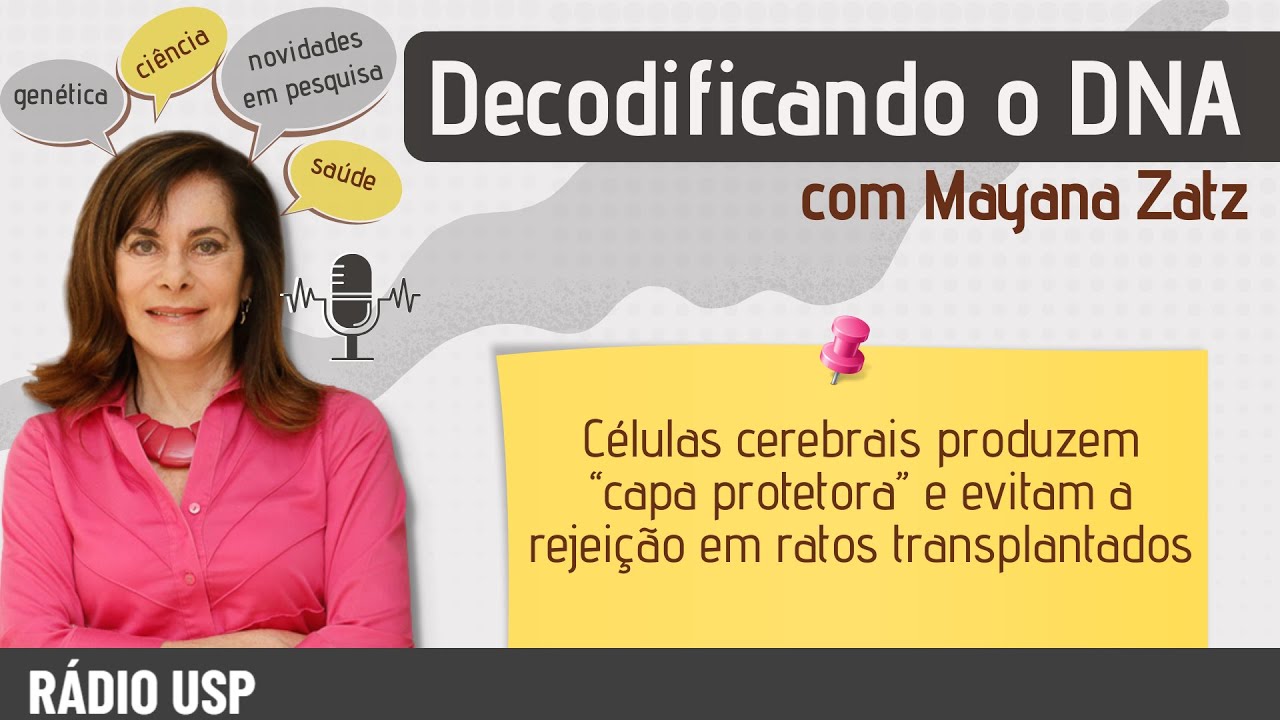Células cerebrais produzem “capa protetora” e evitam a rejeição em ratos transplantados