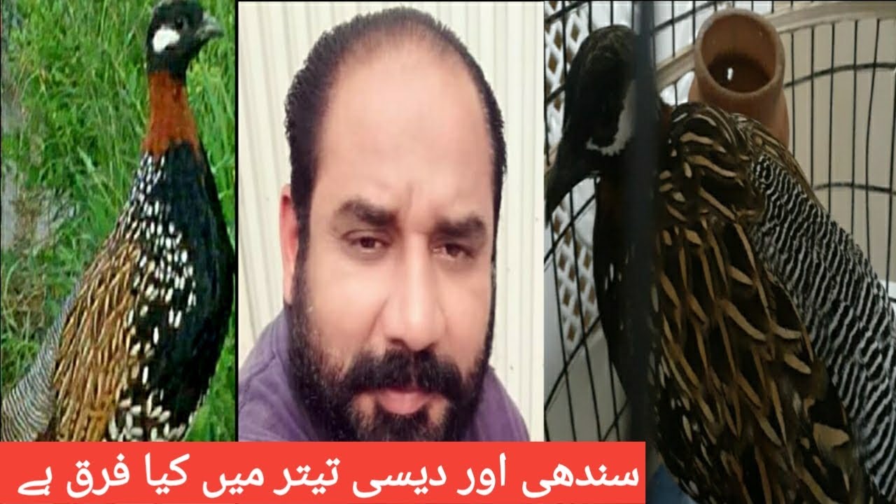 Sindhi kala teetar or Desii kala teetar ki malumat / سندھی کالا تیتر اور دیسی کالا تیتر کی معلومات