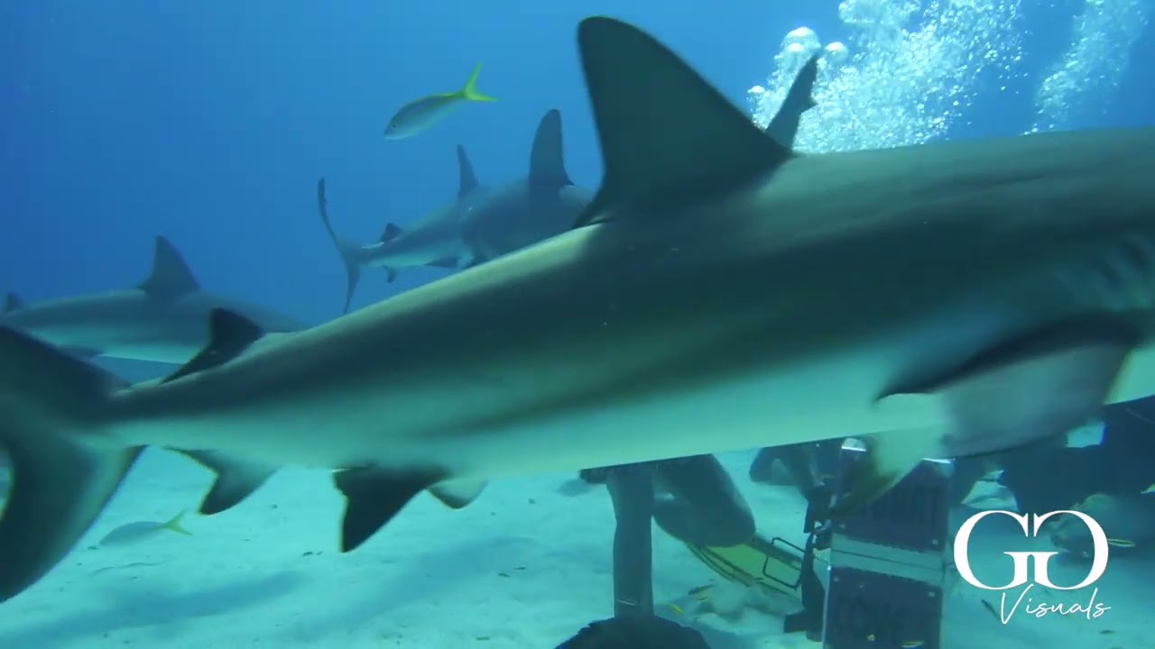 Shark Feeding Stuart's Cove Bahamas