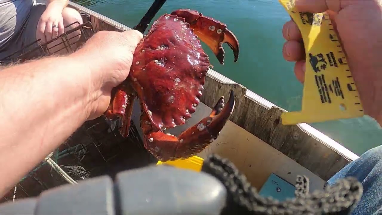 Crabbing In The Puget Sound