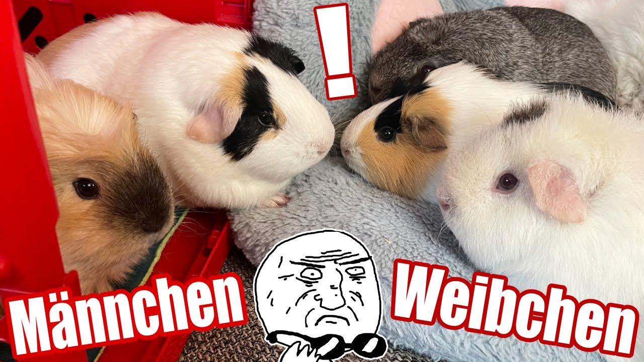 Die Männchen dürfen ENDLICH zu den Weibchen nach 6 WOCHEN Trennung