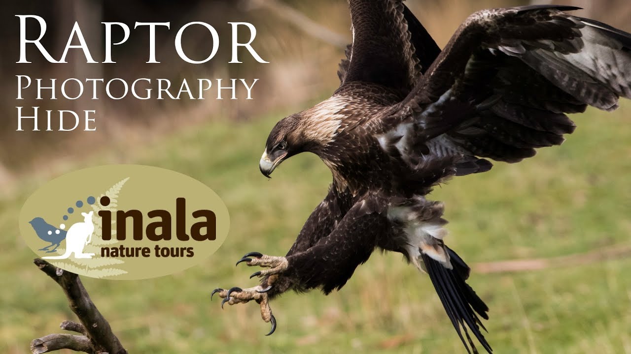 World Class Raptor Photography Hide At Inala Nature Tours In Tasmania, Australia