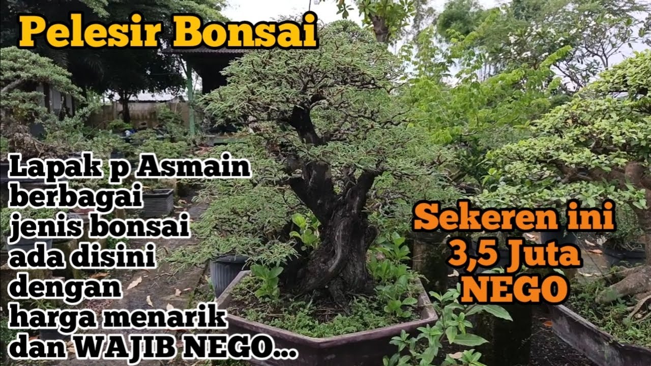 Lapak p Asmain, berbagai jenis bonsai ada disini, dengan harga menarik dan WAJIB NEGO... 