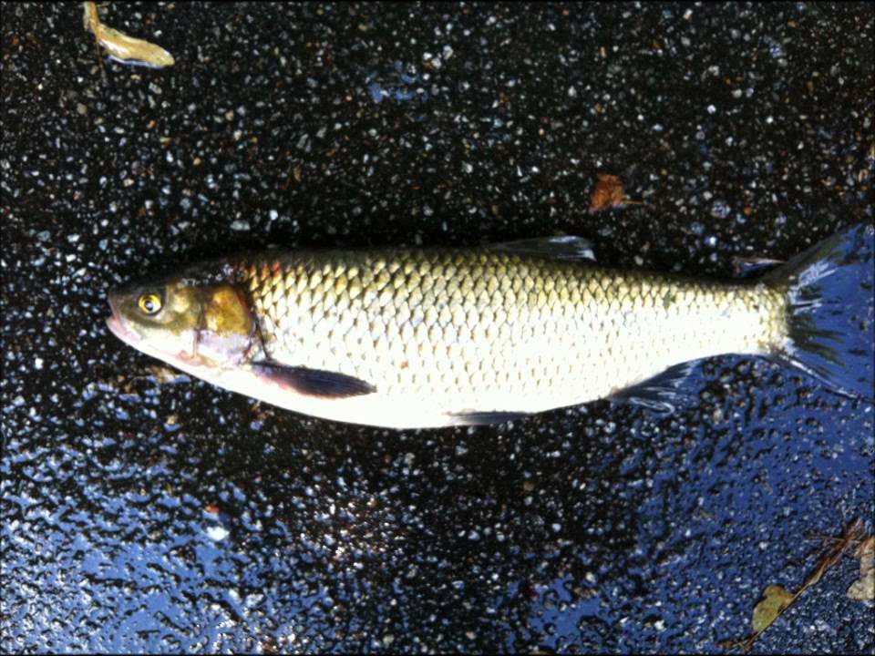 Pesca a Gardon,Cavedani,Persici,Luccio,Luccio Perca