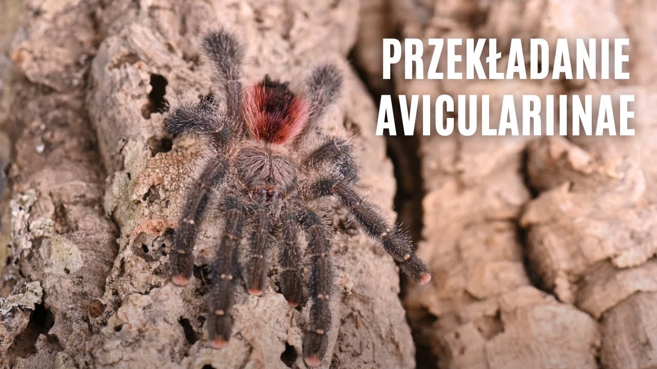 Aviculariinae w nowych domkach | arent.pl