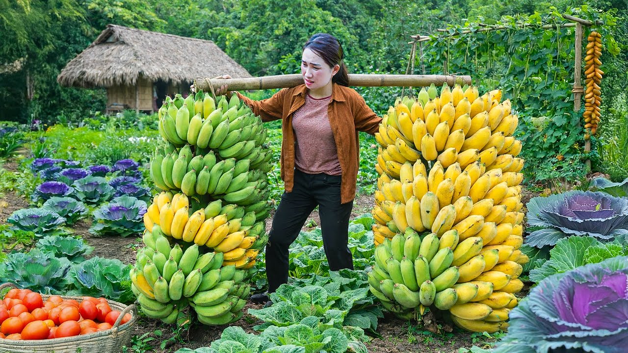 Harvesting Giant Yellow Bananas, Making Spicy Banana Cake & Caring for Farm | Relaxing Rural Life