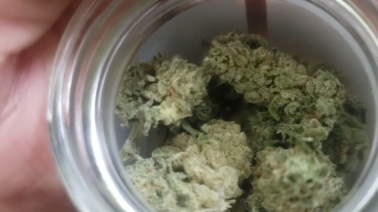 Bellamy Brothers Big Love Hybrid Flower Review