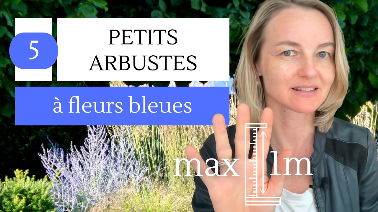 5 arbustes de petite taille à fleurs bleues (- de 1m de haut)
