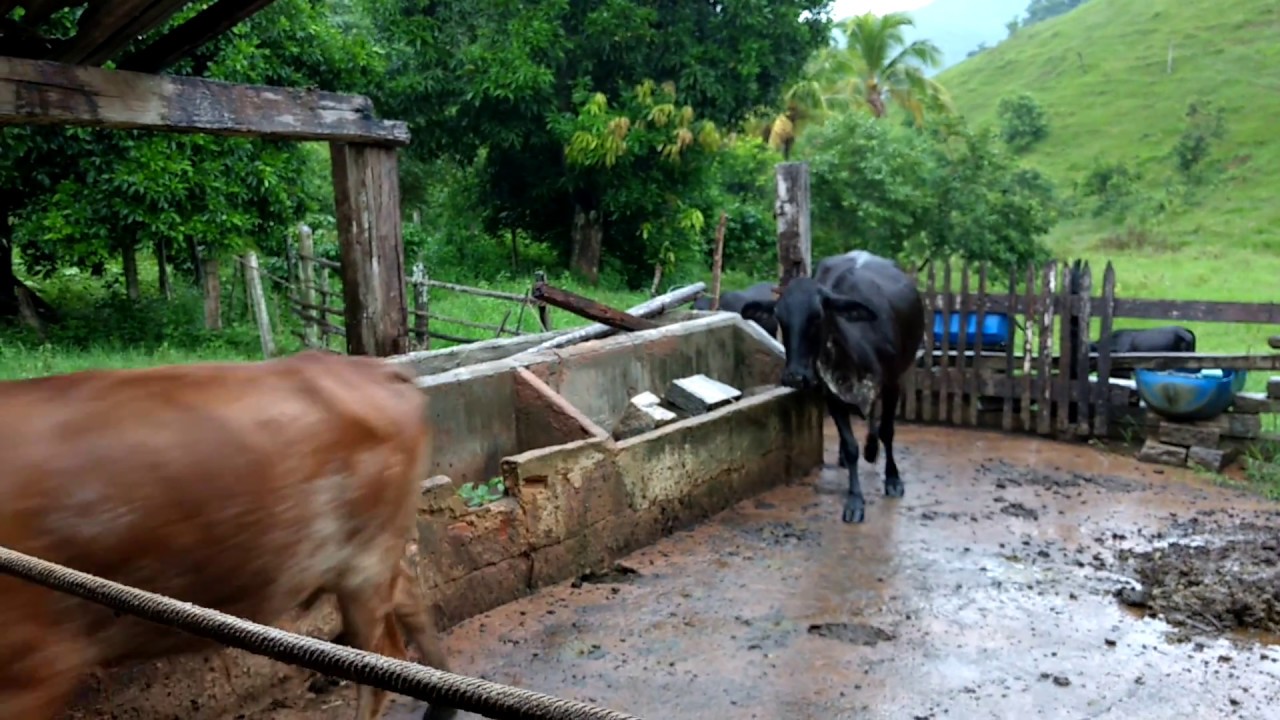 Cumpade tocando as vacas do pasto para o curral debaixo de chuva. Vacada desce o morro correndo.