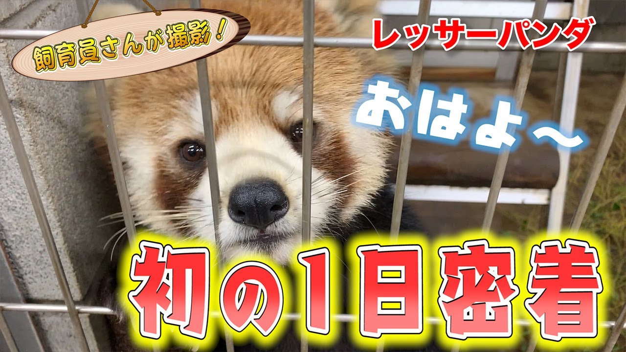 レッサーパンダの子ども １日密着したらカワイすぎるシーンがいっぱい撮れました！（その１）