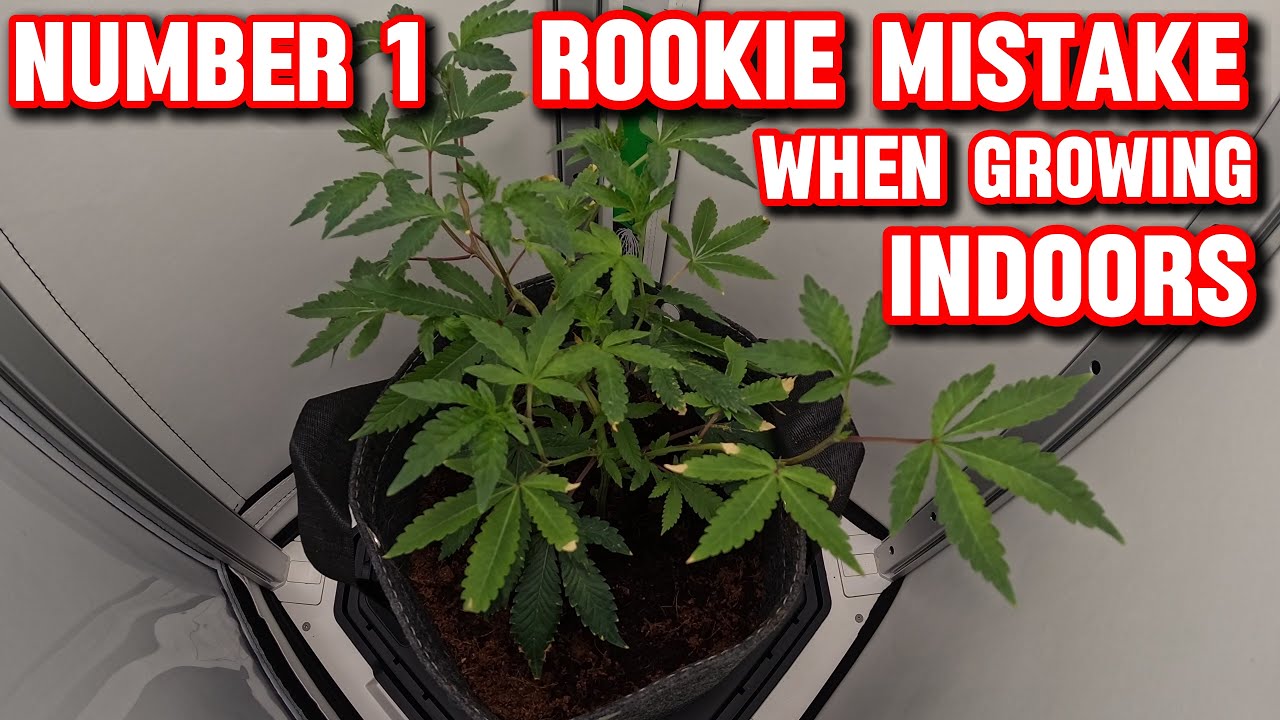 COMPLETE VEG TIMELAPSE IN AUTOMATED GROW BOX BY VIVOSUN