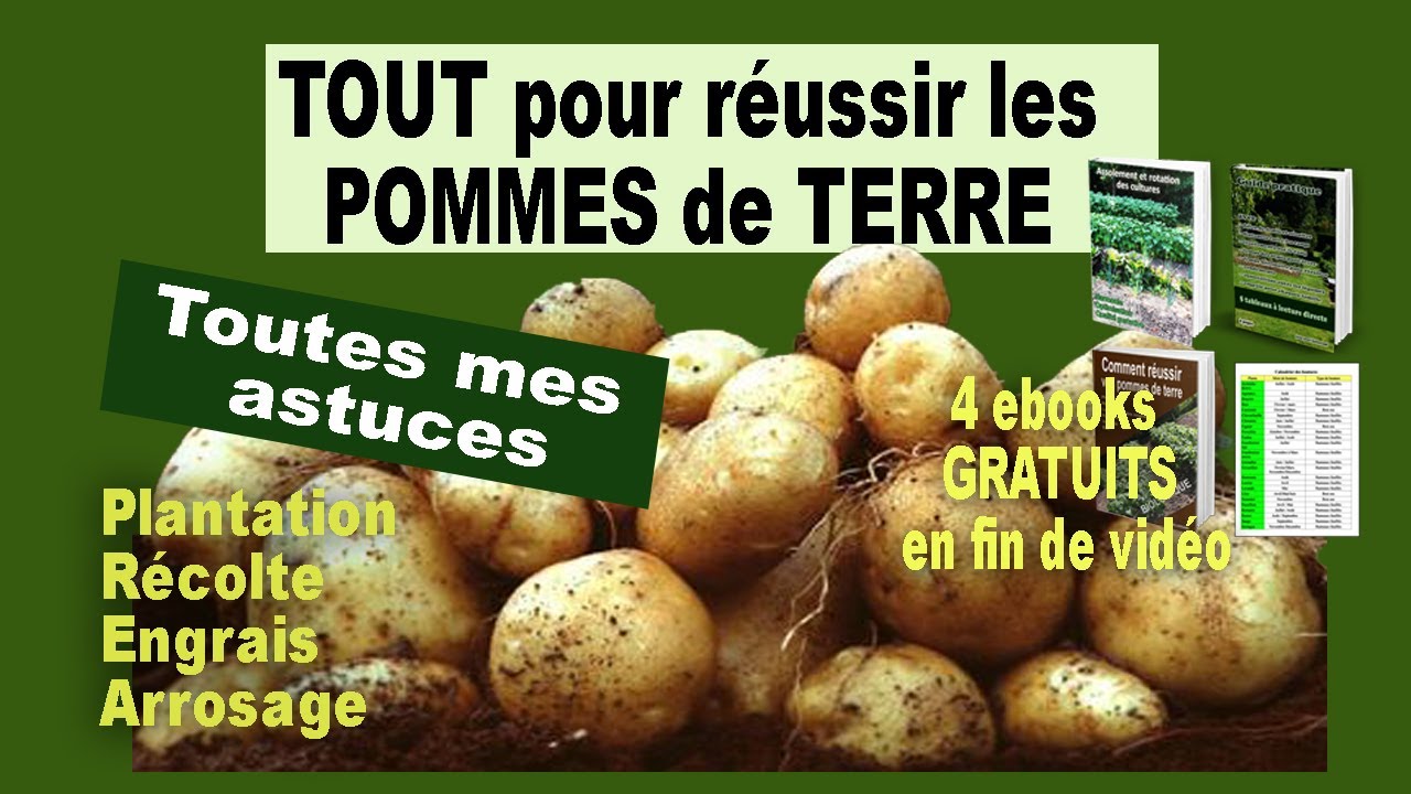 Tout pour réussir les pommes de terre BIO