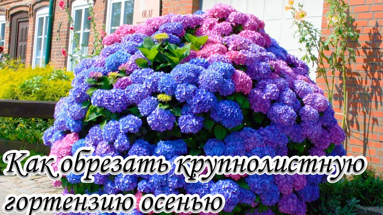 Как обрезать крупнолистную гортензию осенью. Как не остаться без цветов у гортензии