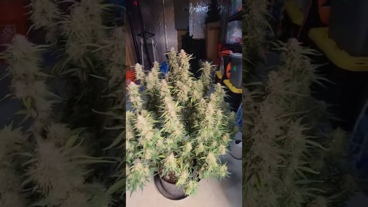 Gorilla Cookies Auto 🦍 Fast Buds | Hybrid by  stonesautogarden