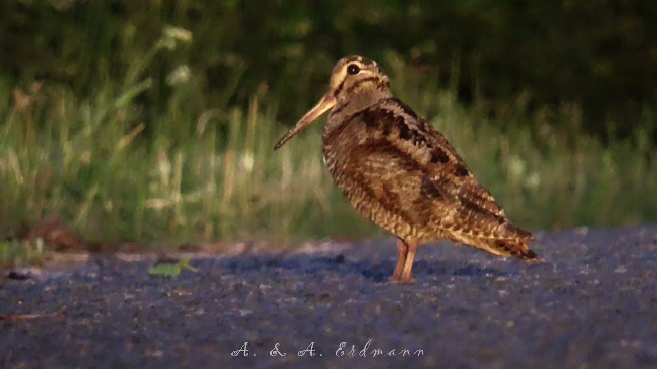 Вальдшнеп - WOODCOCK (Scolopax rusticola)