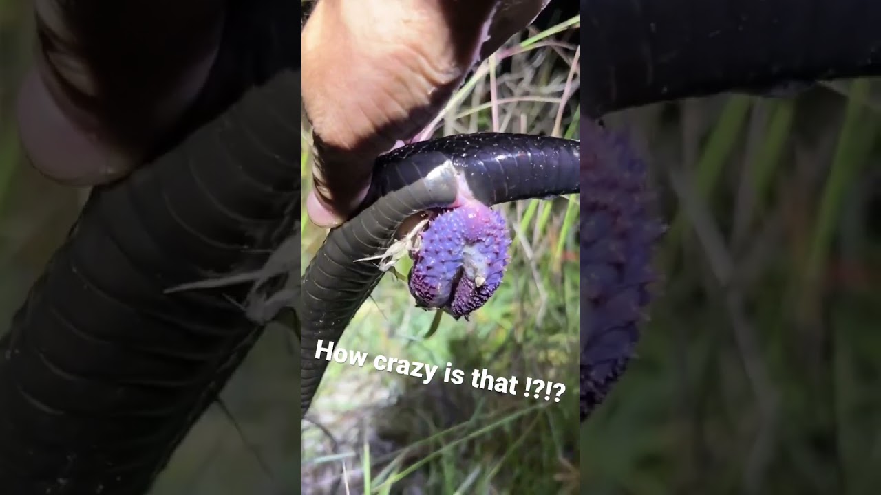 ШАР ДЛЯ РАЗМНОЖЕНИЯ ПИТ-ВАЙПЕРОВ 🐍🔥*NSFW* - Duffdoesnaturestuff
