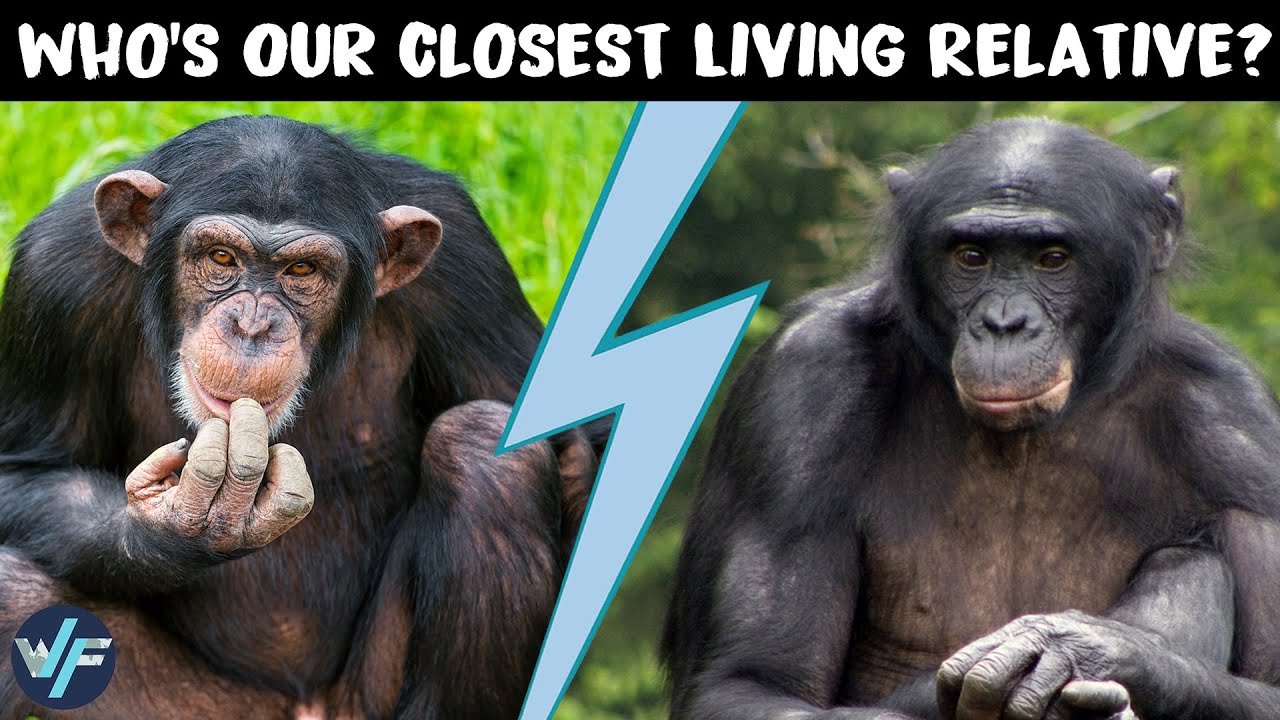 Who's Our Closest Living Relative, Chimpanzee or Bonobo?