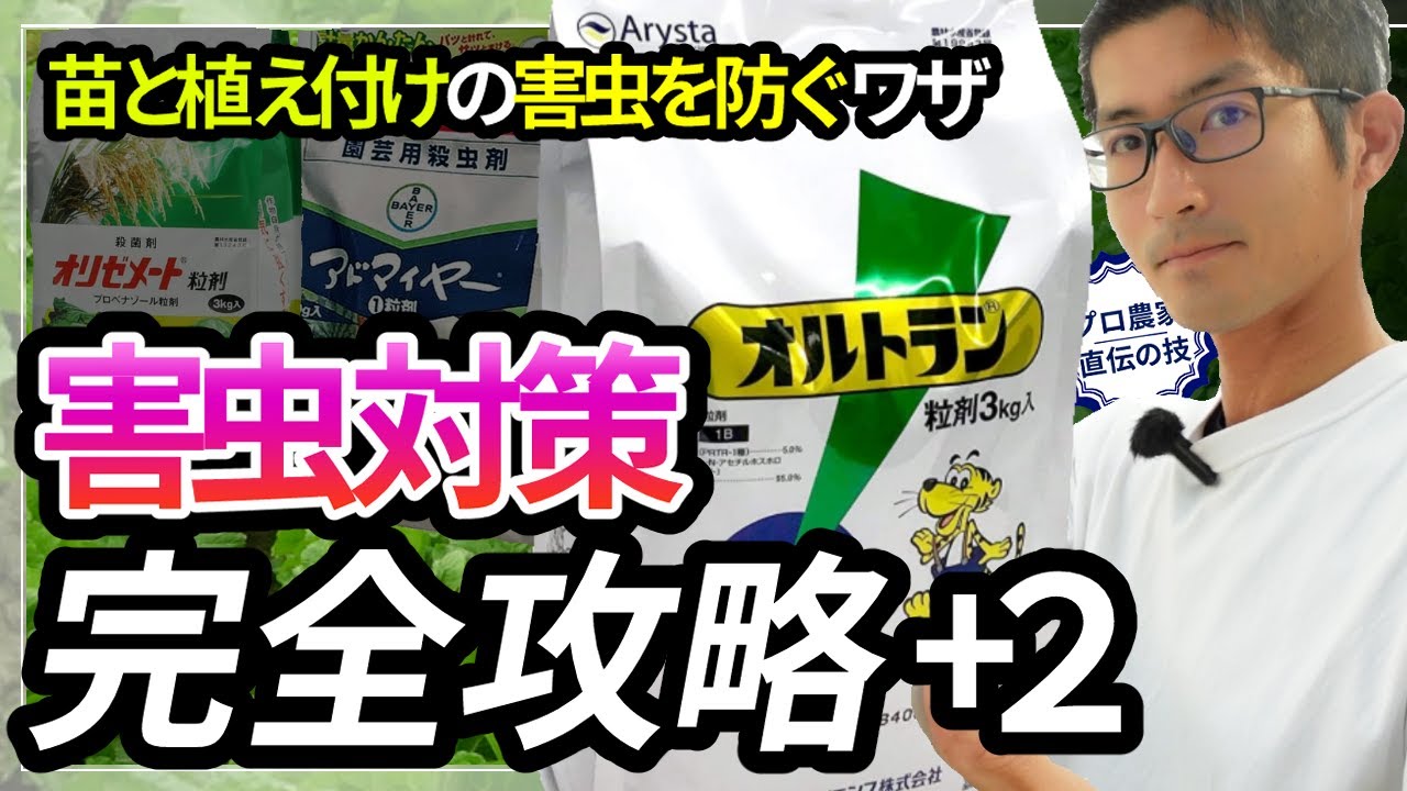 【農家直伝／害虫対策】今やらないと効かない　家庭菜園もプロも納得オルトランの効果的な使い方