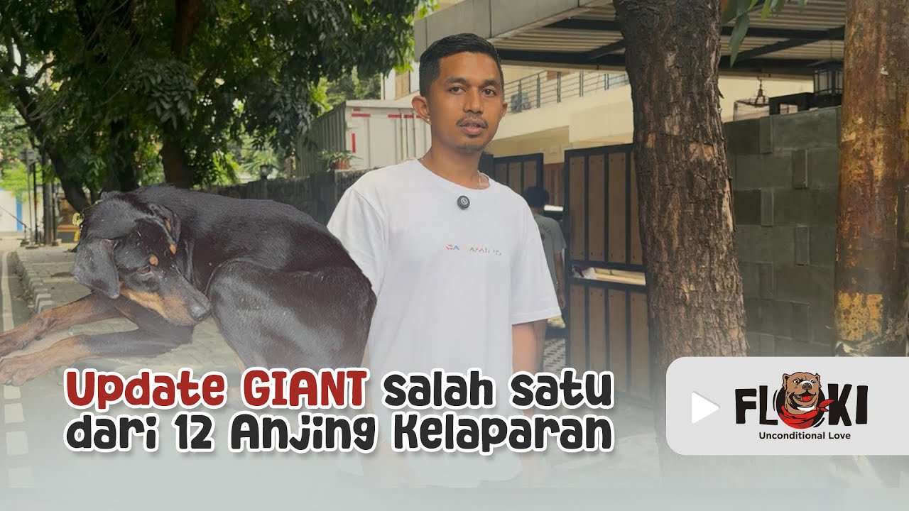 KONDISI ‘GIANT’ SALAH SATU DARI 12 ANJING YANG KELAPARAN KARENA OWNERNYA MENINGGAL 