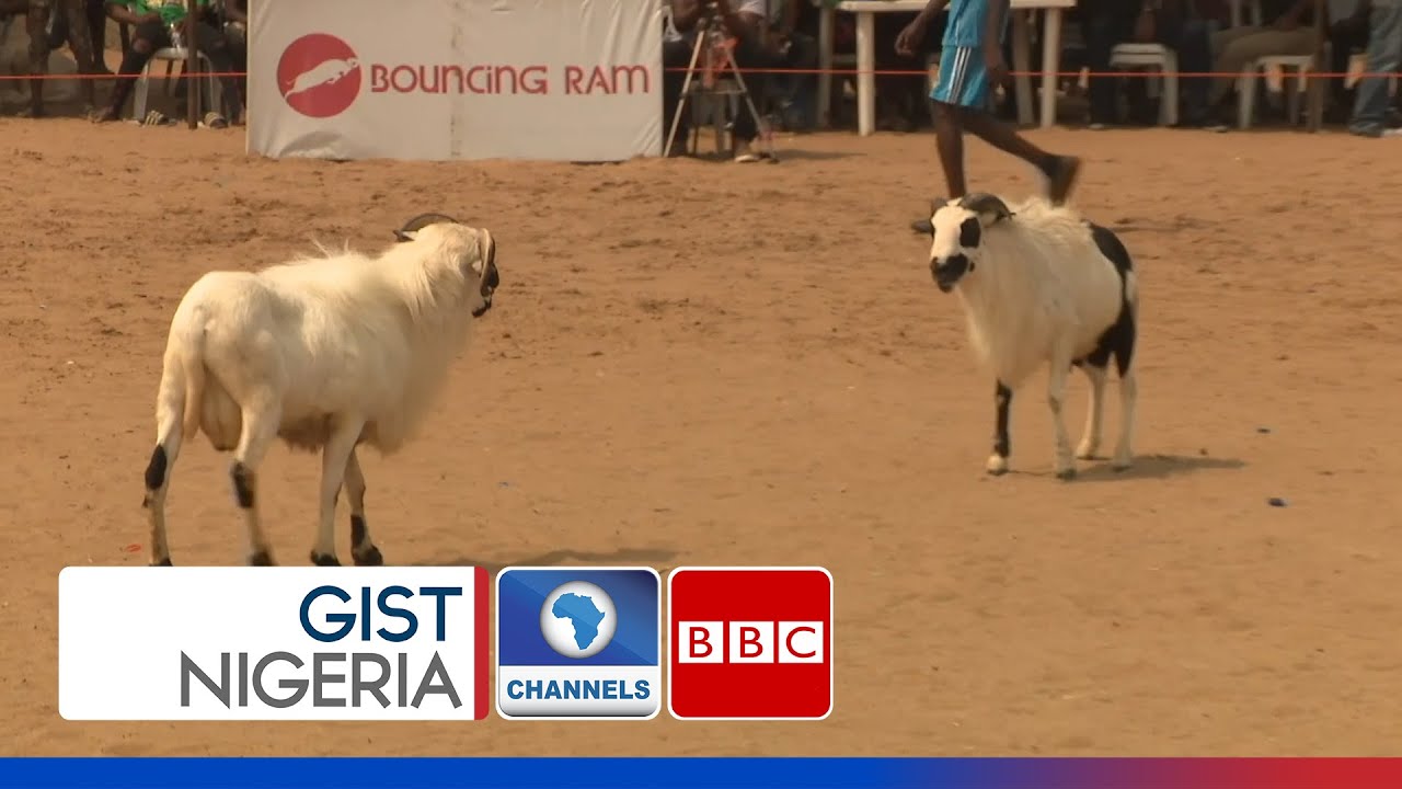 Ram Fighting In Nigeria