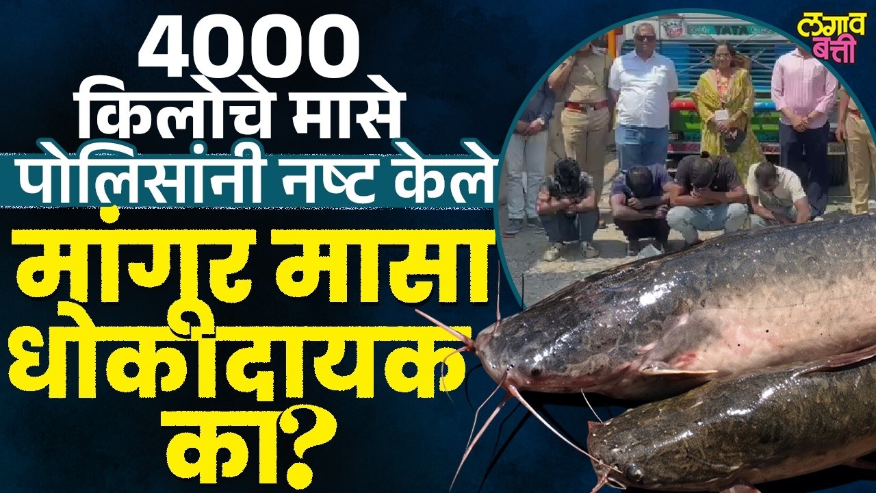 भारतात बंदी असलेला ‘आफ्रिकन मांगूर’ मासा नेमका किती धोकादायक आहे?