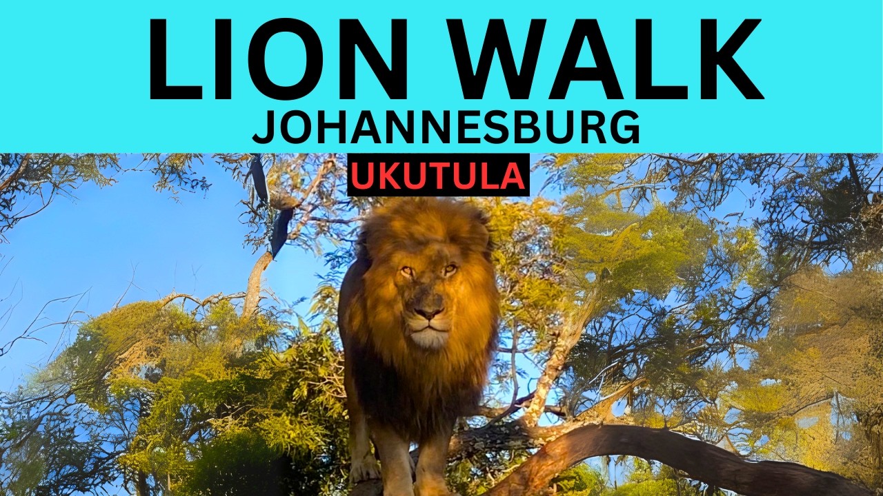 Walking with Lions at Ukutula Lodge | Once-in-a-Lifetime Safari Experience in South Africa!