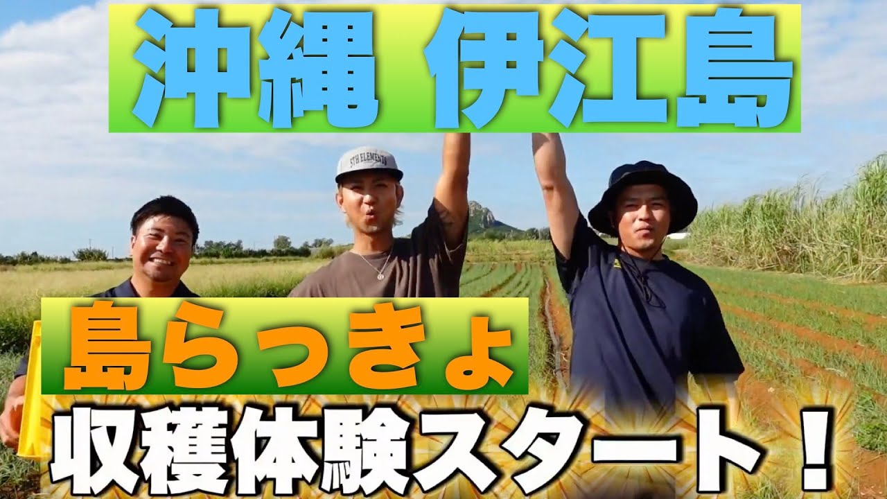沖縄 伊江島 【島らっきょ収穫体験】