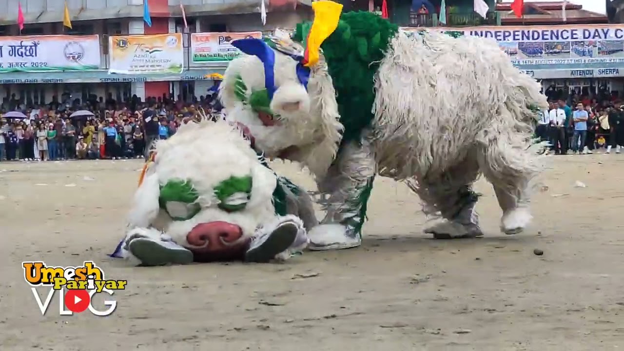 SINGHI DANCE IN KALIMPONG MELA GROUND|| 76th INDEPENDENT DAY 2022 ||#umesh_pariyar