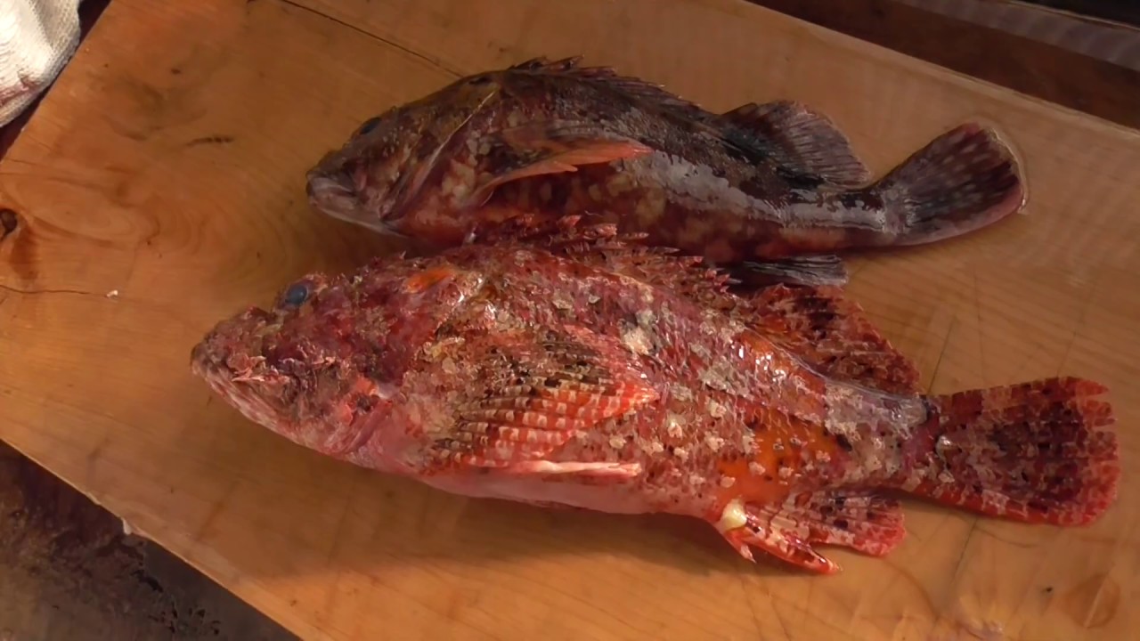 カサゴ（ガシラ）とオニカサゴの違い説明。ともに根魚ですが美味な魚。釣太郎の海水魚紹介。