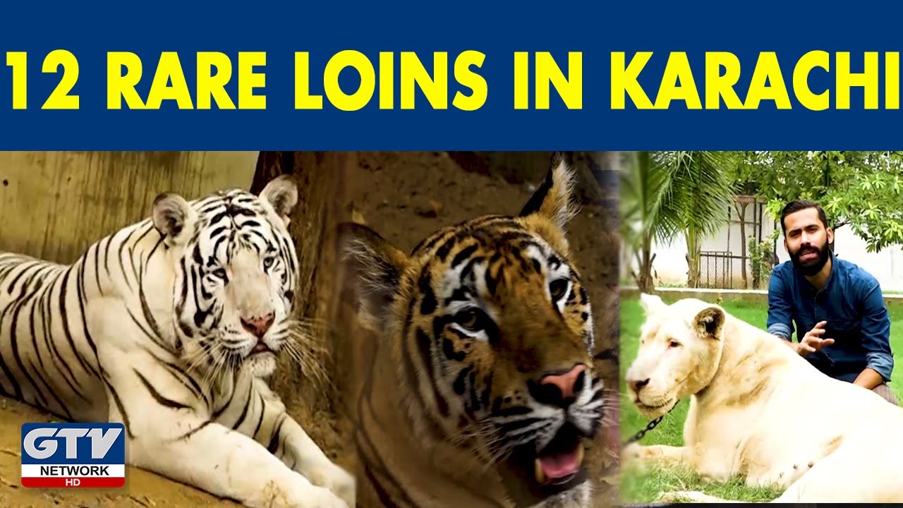 12 Unique Lions In Karachi | Wild Pet With Aun | GTV Network HD | 1st August 2021
