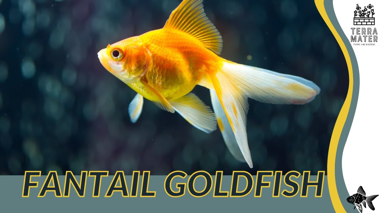 Graceful Swimmers: FANTAIL GOLDFISH (Carassius auratus) | Aquatic Elegance in Your Aquarium