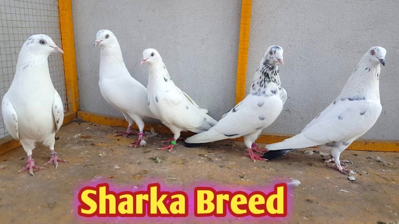 Sharkay Breeder Kabootar Bohat Hi Parwazi Hashim Mahmood pigeons