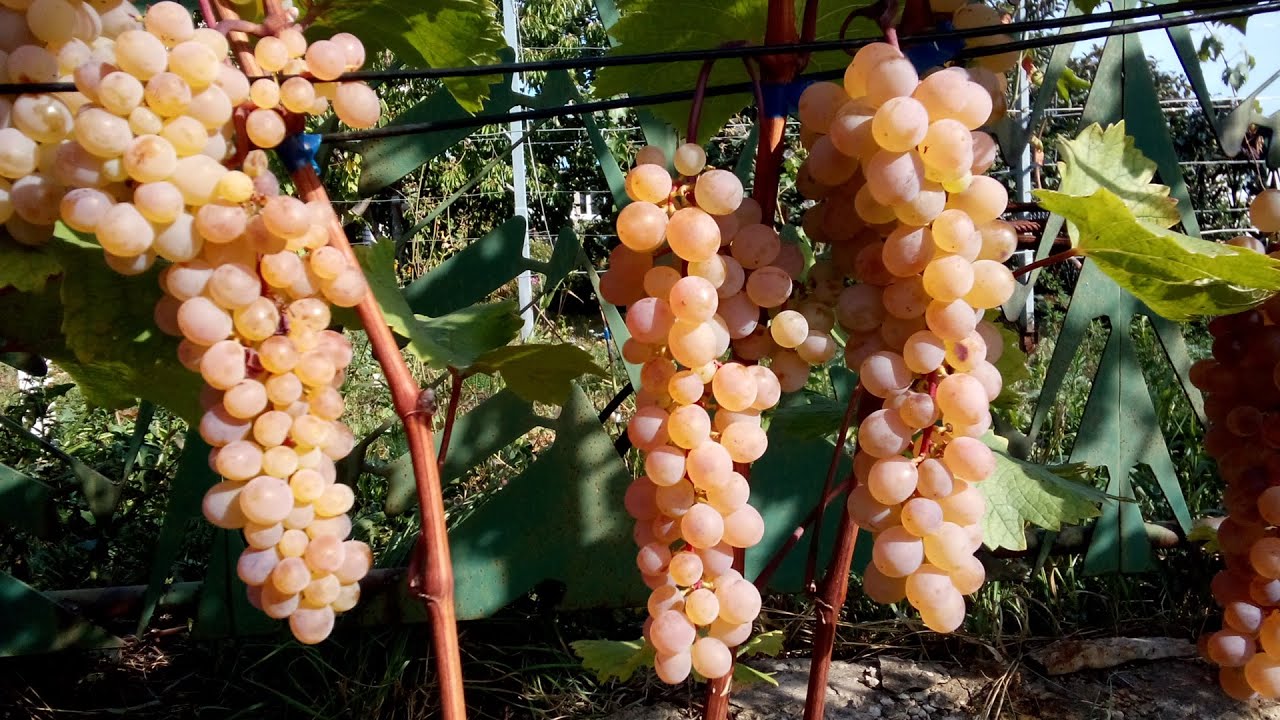 ВАЖНО! Вызревание виноградной лозы.7 главных факторов/ IMPORTANT! Vine maturation. 7 main factors