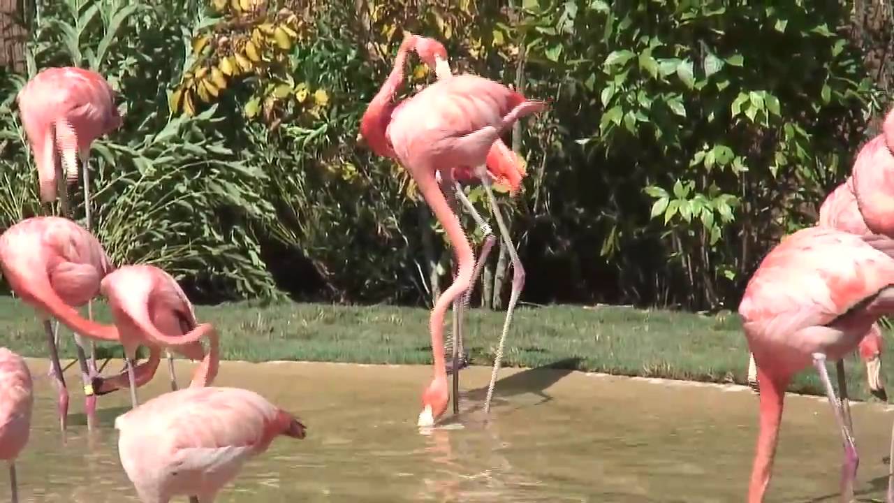 Flamingo Lagoon opens at Nashville Zoo