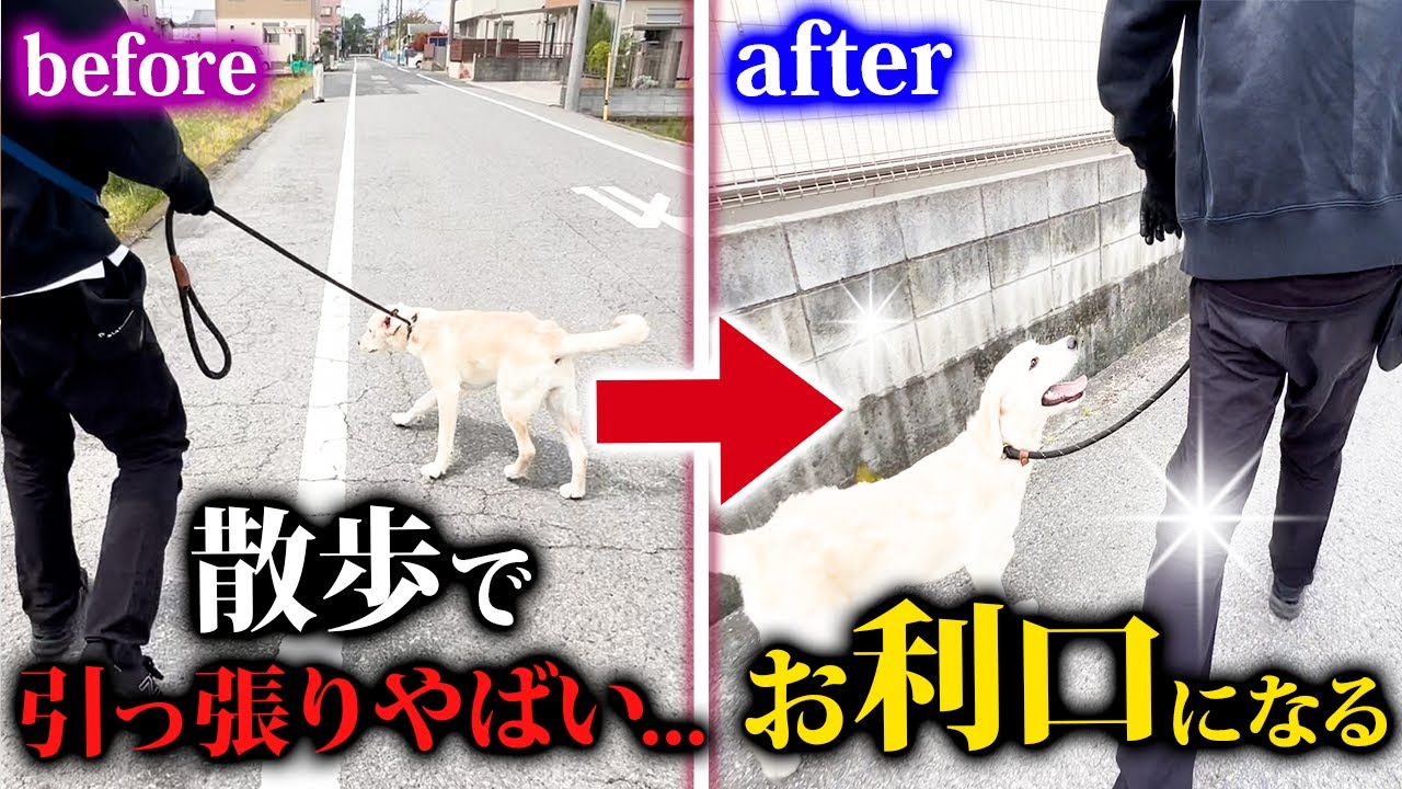 【犬しつけ】散歩の引っ張り興奮飛びつき拾い食いはこうやって改善してください！【実践トレーニング】