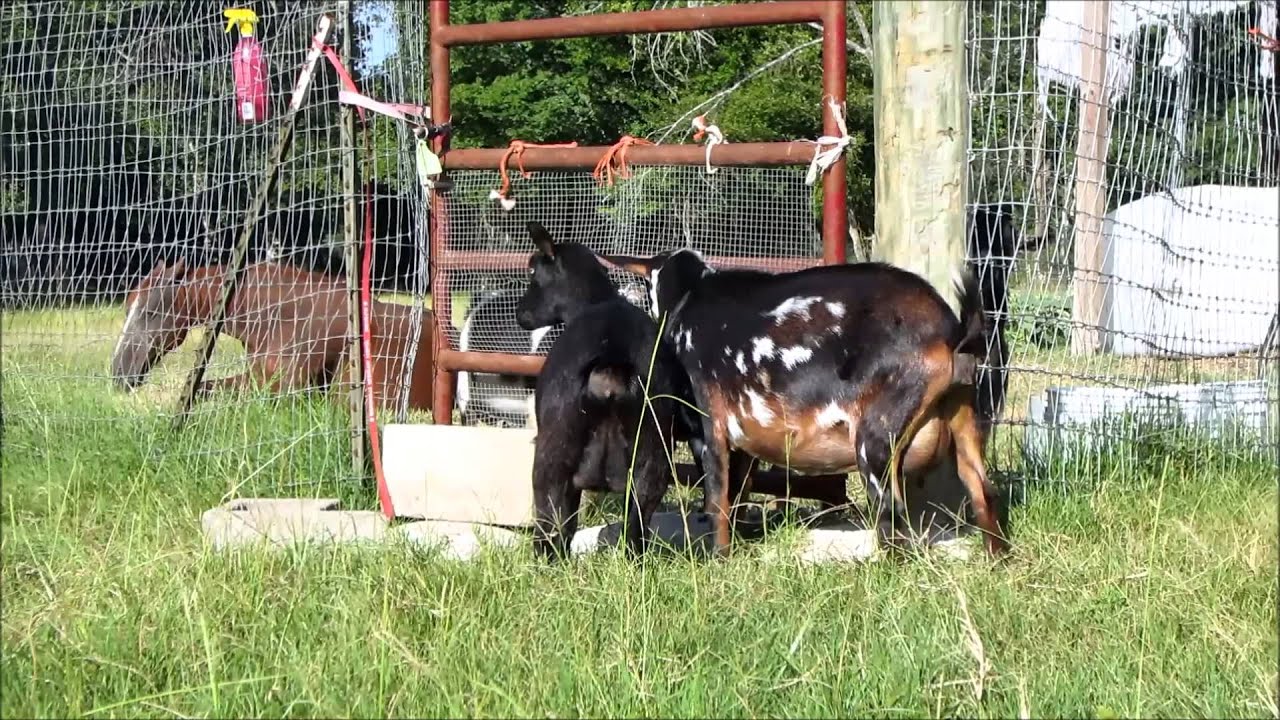 Dominant Vocal Nigerian Dwarf Doe