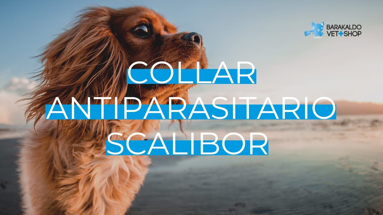 🐶 COLLAR SCALIBOR 65cm para PERROS | Barakaldo Vet Shop 🐶