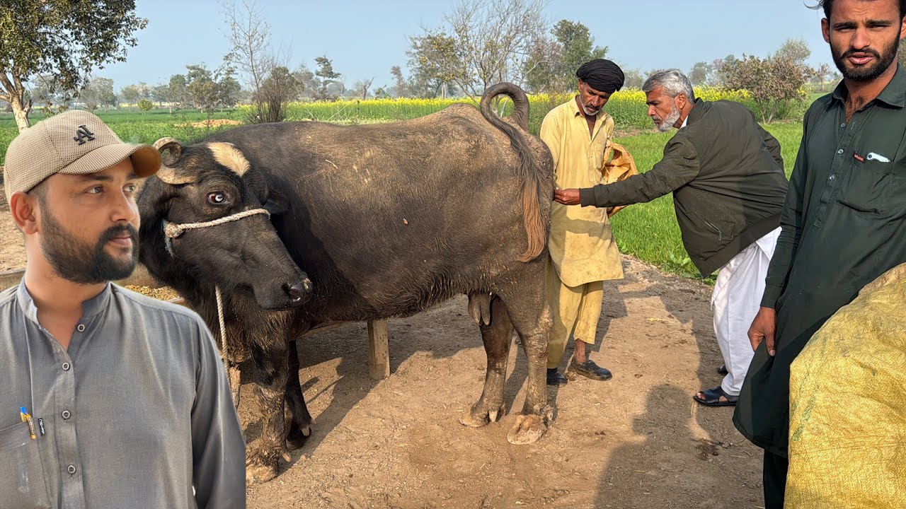Aaj Meri Himmat Jawab De Gai... Hamari Buffalo Ke Saath Ye Kya Ho Gaya? 😭