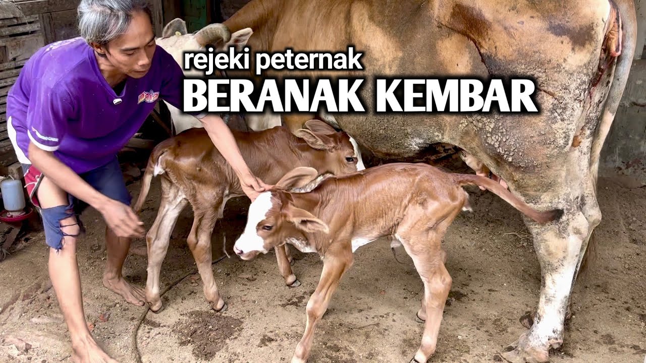 REJEKI PETERNAK BERANAK KEMBAR