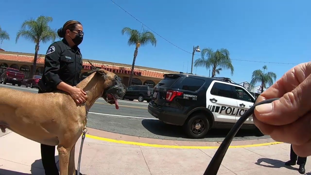 Cash 2.0 Great Dane meets police officers