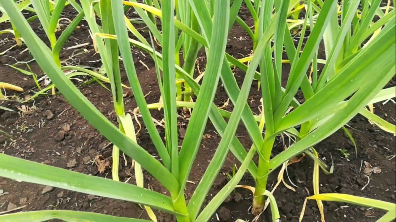 Генерал,что там твой чеснок?