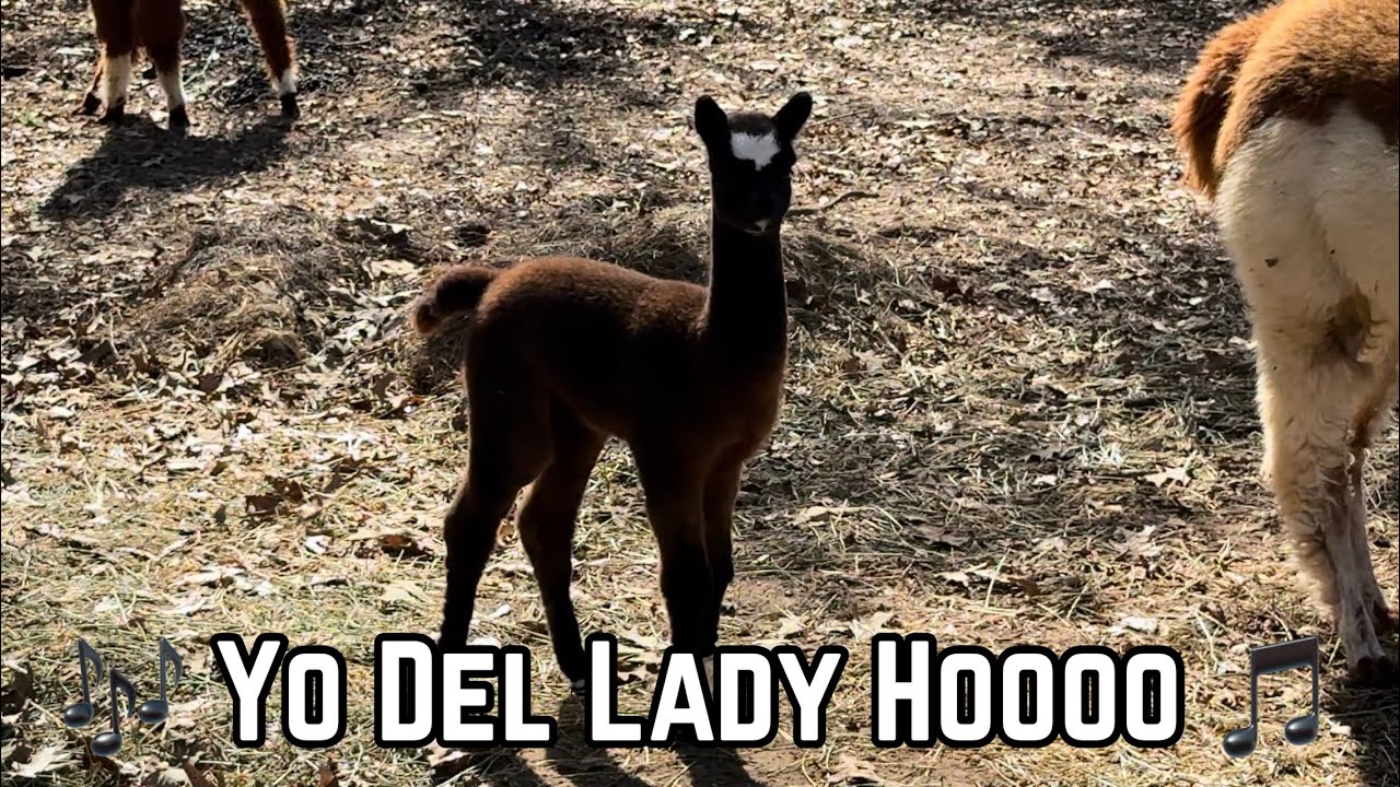 Baby Alpaca with Tiny Head! 